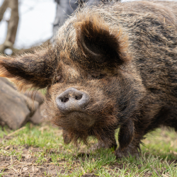Sponsor Pig - Thelma